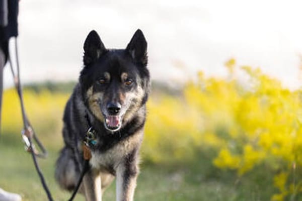 Bruce - souveräne Kuschler gesucht