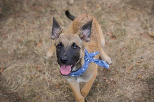 Cashew - Malinois-Mix-Jungs suchen ihre Menschen