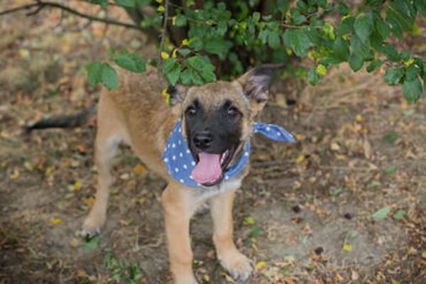 Cashew - Malinois-Mix-Jungs suchen ihre Menschen