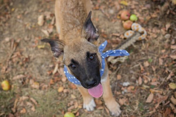 Cashew - Malinois-Mix-Jungs suchen ihre Menschen