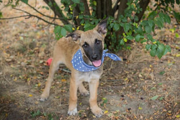 Cashew - Malinois-Mix-Jungs suchen ihre Menschen