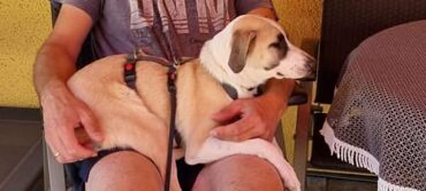 PENNI ° freundliche, anhängliche und sanfte junge Hundedame