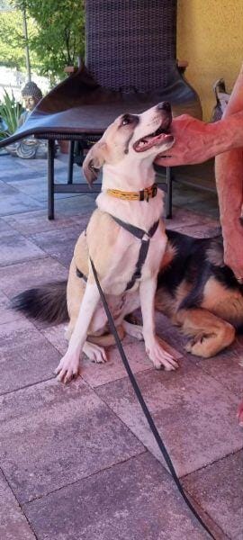 PENNI ° freundliche, anhängliche und sanfte junge Hundedame