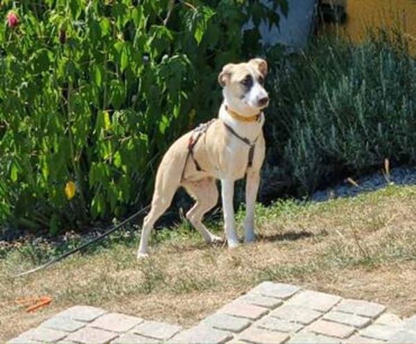 PENNI ° freundliche, anhängliche und sanfte junge Hundedame