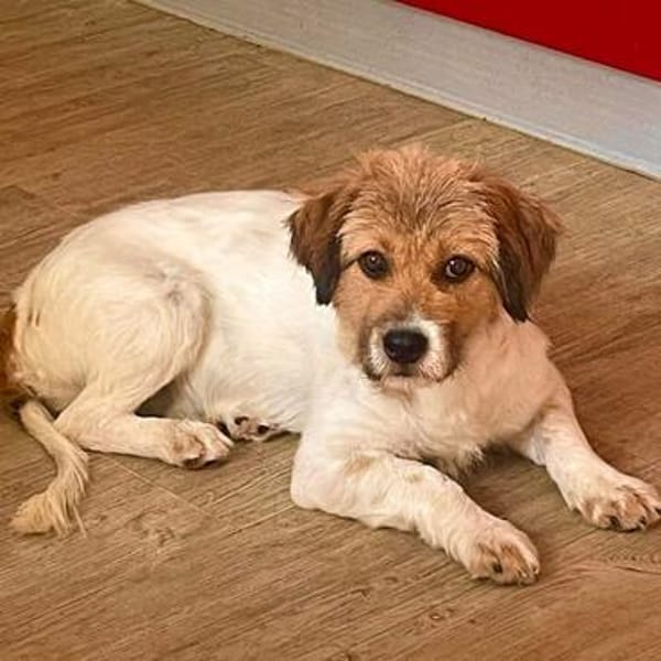 Frieda💕liebe und freundliche junge Hündin