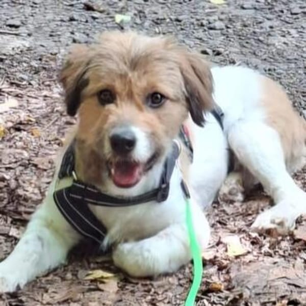 Frieda💕liebe und freundliche junge Hündin