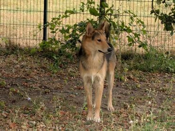 Fröhlicher Nordik möchte dein Herz erobern