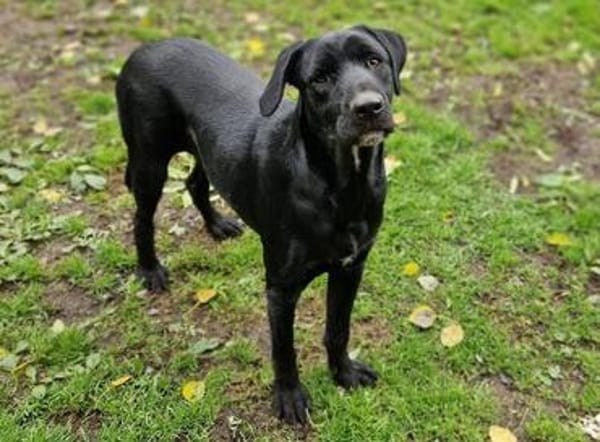 OTTO 2 sucht Körbchen