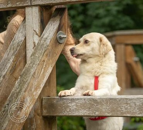 Menschenfreund Shorty will seine eigene Familie