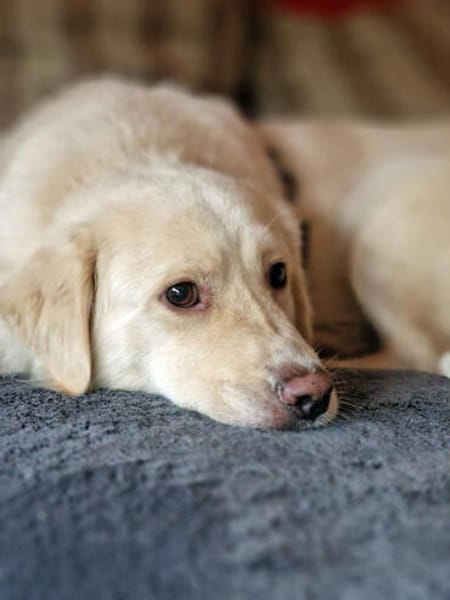 Menschenfreund Shorty will seine eigene Familie