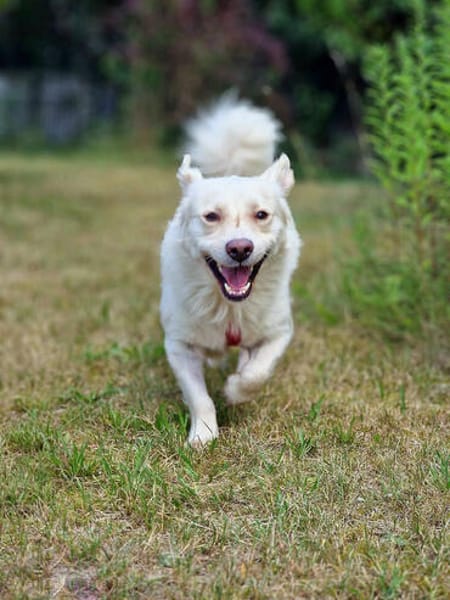 Menschenfreund Shorty will seine eigene Familie