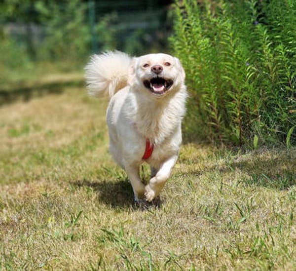 Menschenfreund Shorty will seine eigene Familie