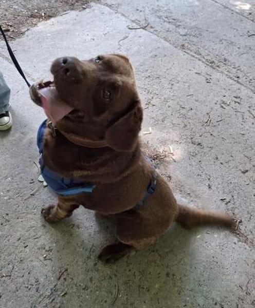 Buddy sucht ein Zuhause