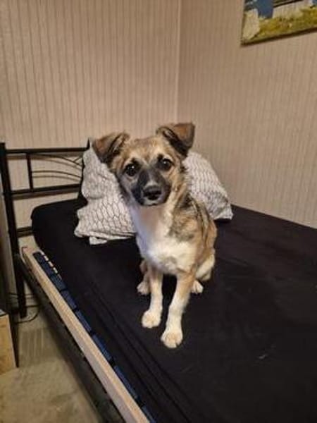Kleine Kira (5 kg) sucht eine liebevolle Familie