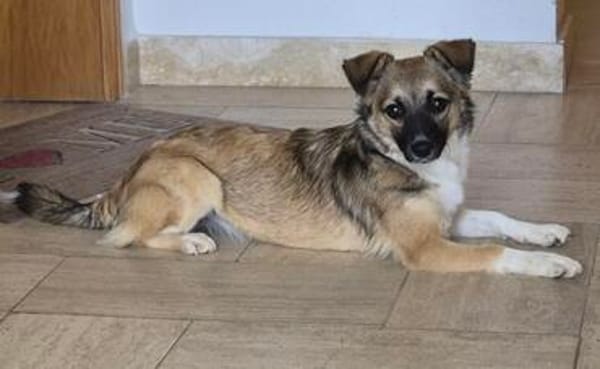 Kleine Kira (5 kg) sucht eine liebevolle Familie