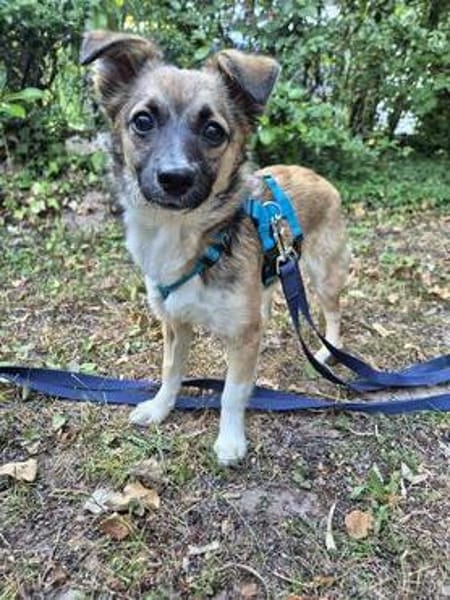 Kleine Kira (5 kg) sucht eine liebevolle Familie
