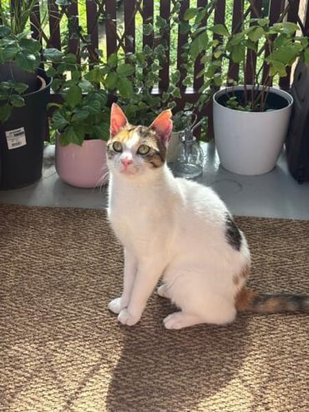 Pinky aus dem Tierschutz