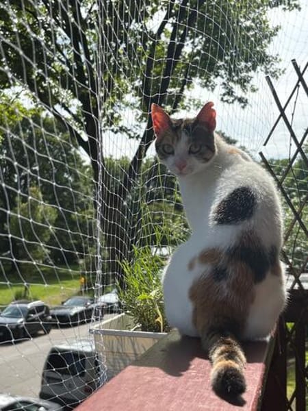 Pinky aus dem Tierschutz