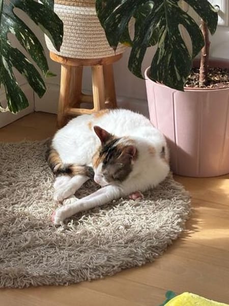 Pinky aus dem Tierschutz