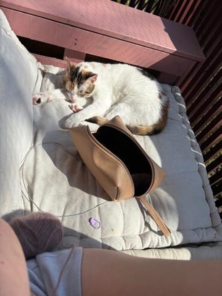 Pinky aus dem Tierschutz