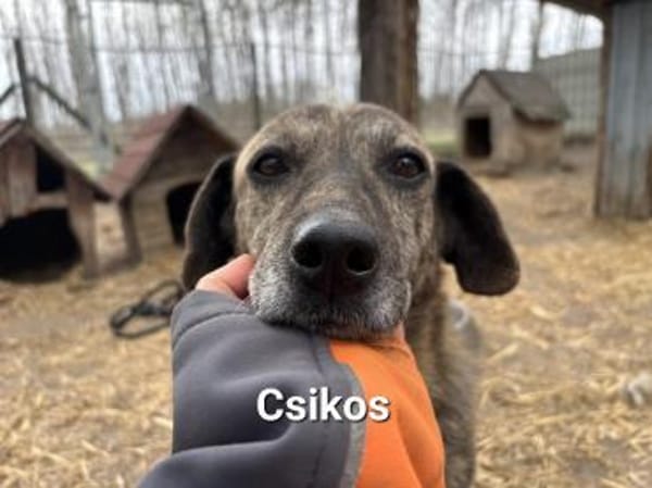 Zarte Csikos auf Pflegestelle in 27729 Vollersode