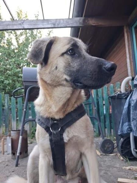 DEREK sucht sein Zuhause