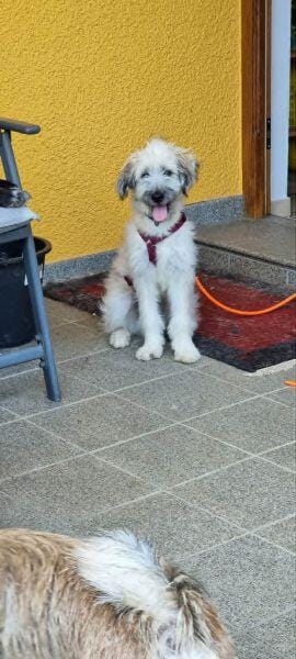 XAVERL ° fröhliches und verschmustes Hundekind