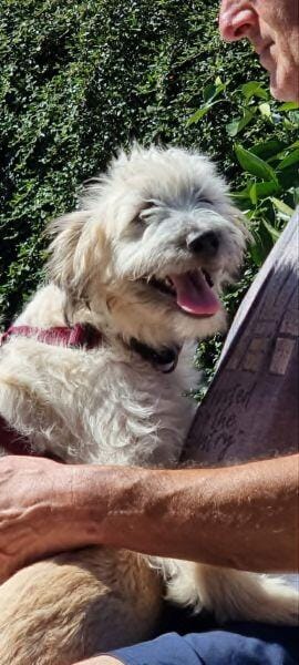 XAVERL ° fröhliches und verschmustes Hundekind