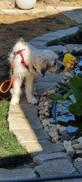 XAVERL ° fröhliches und verschmustes Hundekind