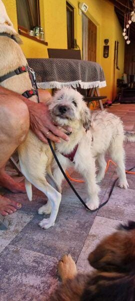 XAVERL ° fröhliches und verschmustes Hundekind