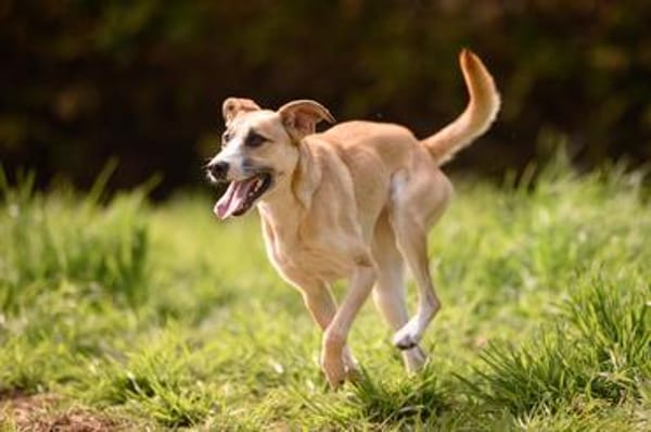 Bonnie - junge, agile, verträgliche Hündin