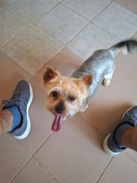 Szofi, süße Yorkshire Terrier Hündin geb. 07/2019