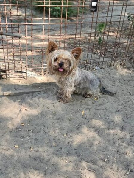 Szofi, süße Yorkshire Terrier Hündin geb. 07/2019