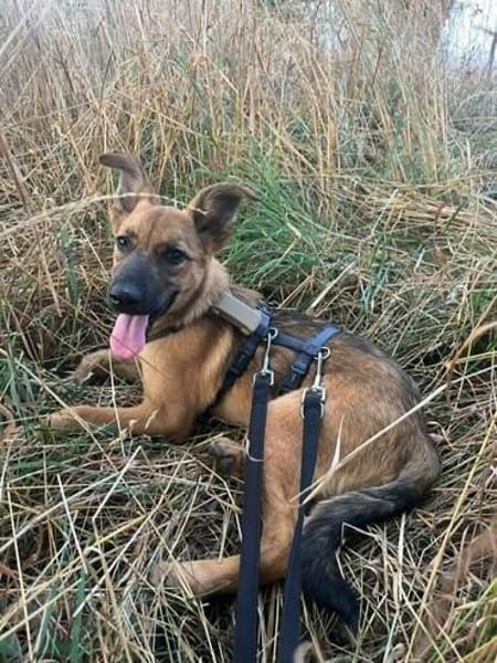 Welpenmädchen Aska sucht Familie