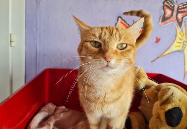 TOPAZE (EN COURS D'ADOPTION)