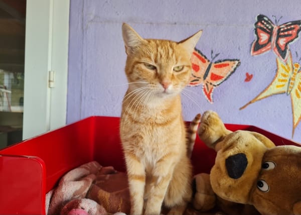 TOPAZE (EN COURS D'ADOPTION)