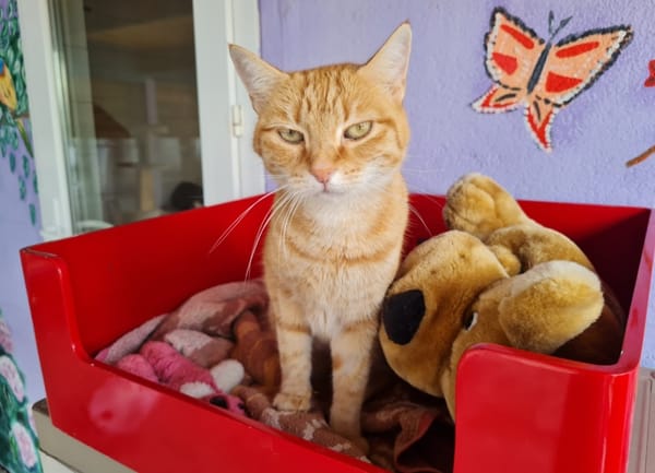 TOPAZE (EN COURS D'ADOPTION)
