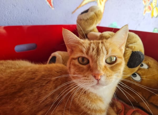 TOPAZE (EN COURS D'ADOPTION)