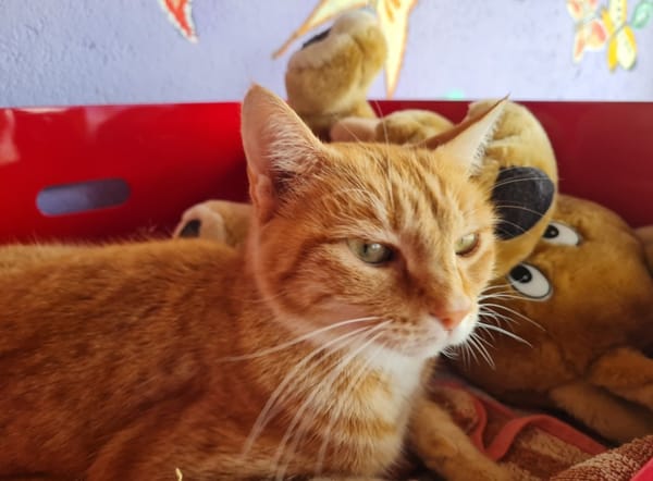 TOPAZE (EN COURS D'ADOPTION)