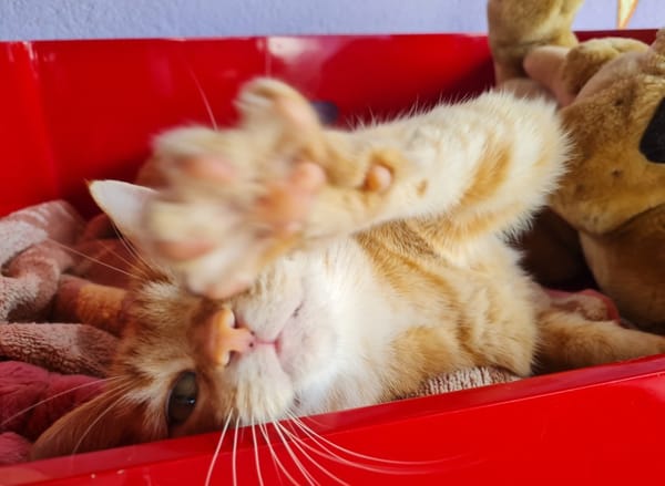 TOPAZE (EN COURS D'ADOPTION)