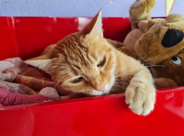 TOPAZE (EN COURS D'ADOPTION)