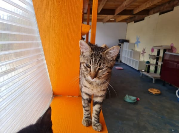 INDIGO (en cours d'adoption)