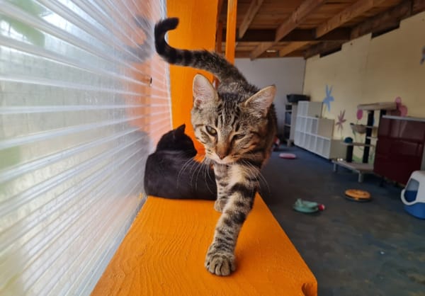 INDIGO (en cours d'adoption)