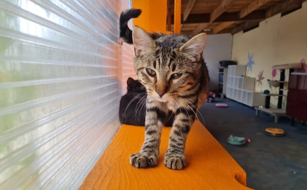 INDIGO (en cours d'adoption)