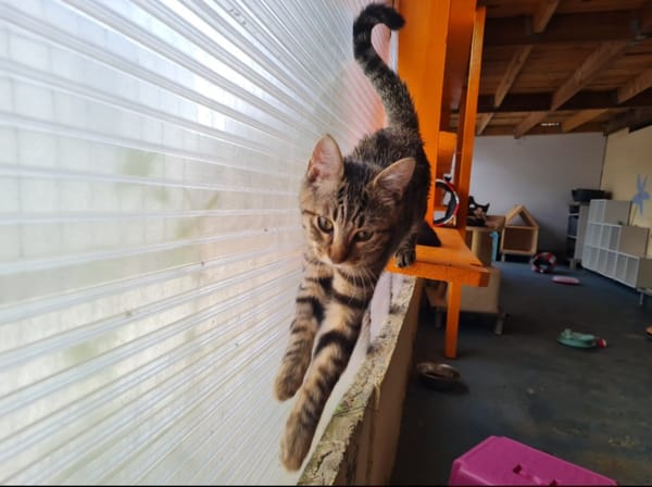 INDIGO (en cours d'adoption)