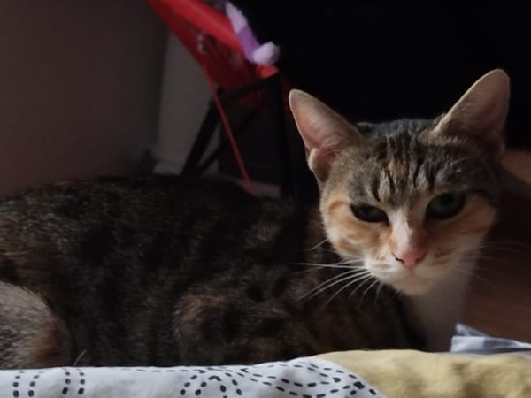 PRALINE