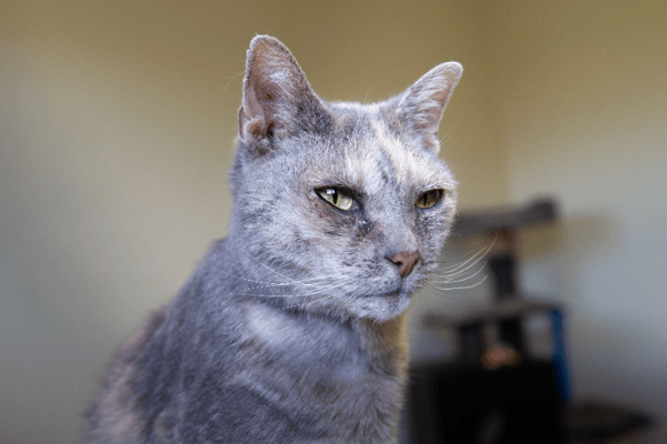 MAYA A12398