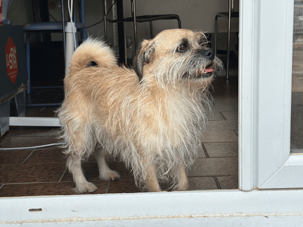 soaf (adoption duo avec Sanka)