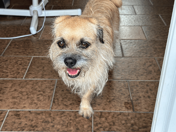 soaf (adoption duo avec Sanka)