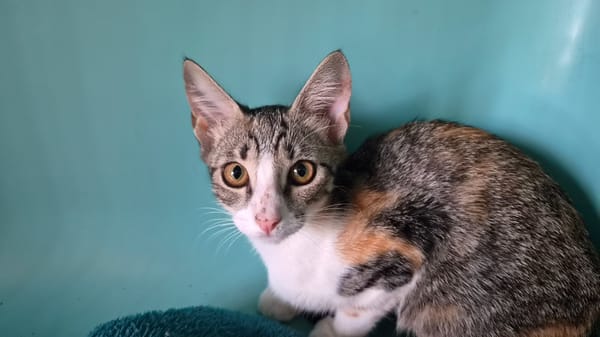 RUBY